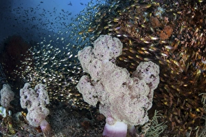 Golden sweepers surround soft corals in Indonesia Golden sweepers surround soft corals in Indonesia