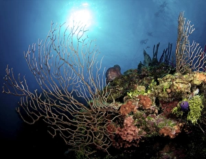 Gorgonian Sea Fans on Caymans North Wall, Grand Cayman Gorgonian Sea Fans on Caymans North Wall, Grand Cayman