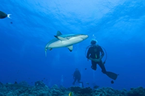 Gray reef shark with divers, Papua New Guinea Gray reef shark with divers, Papua New Guinea