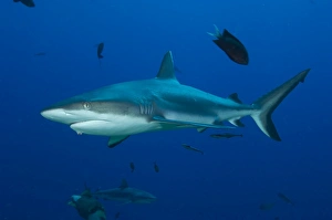 Gray Reef Shark, Kimbe Bay, Papua New Guinea Gray Reef Shark, Kimbe Bay, Papua New Guinea