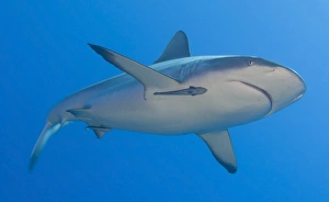 Gray reef shark with remora, Papua New Guinea Gray reef shark with remora, Papua New Guinea