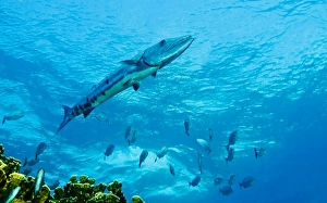A Great Barracuda in the Atlantic Ocean off the coast of Key Largo, Florida A Great Barracuda in the Atlantic Ocean off the coast of Key Largo, Florida