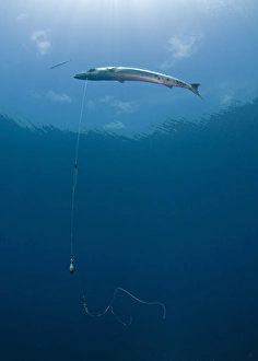 Great Barracuda hooked with fishing line in Atlantic Ocean Great Barracuda hooked with fishing line in Atlantic Ocean