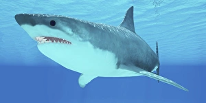 Great White Shark swimming underwater Great White Shark swimming underwater