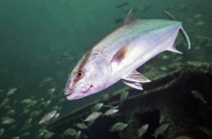 A Greater Amberjack swimming with a fishing hook and line caught in its mouth A Greater Amberjack swimming with a fishing hook and line caught in its mouth