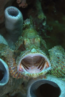 Green grouper with open mouth, North Sulawesi, Indonesia Green grouper with open mouth, North Sulawesi, Indonesia