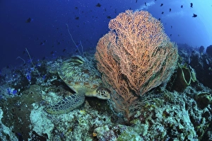 Green sea turtle near a pink gorgonian sea fan, North Sulawesi Green sea turtle near a pink gorgonian sea fan, North Sulawesi