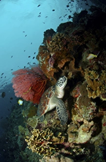 Green sea turtle with a red gorgonian sea fan, North Sulawesi Green sea turtle with a red gorgonian sea fan, North Sulawesi