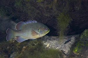 Green Sunfish swimming along the rocky bottom of Fanning Springs, Florida Green Sunfish swimming along the rocky bottom of Fanning Springs, Florida