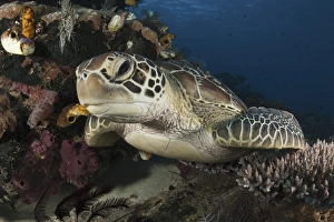 A green turtle resting on a reef top in Komodo National Park, Indonesia A green turtle resting on a reef top in Komodo National Park, Indonesia