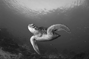 A green turtle swimming in Komodo National Park, Indonesia A green turtle swimming in Komodo National Park, Indonesia