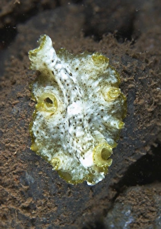 Green, white and brown flatworm, Bali, Indonesia Green, white and brown flatworm, Bali, Indonesia