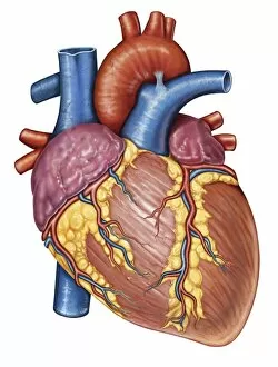 Gross anatomy of the human heart