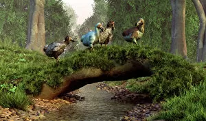 Flightless Birds Gallery: A group of Dodo birds crossing a natural bridge over a stream