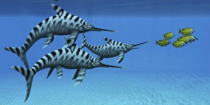 A group of fast swimming Eurhinosaurus marine reptiles A group of fast swimming Eurhinosaurus marine reptiles