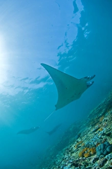 Group of manta rays in blue water, Komodo, Indonesia Group of manta rays in blue water, Komodo, Indonesia
