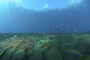Group of undulating garden eels in morning sun rays, Bali, Indonesia Group of undulating garden eels in morning sun rays, Bali, Indonesia