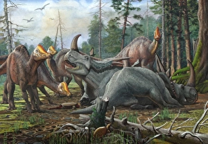 A group of young Hypacrosaurus approach a couple Rubeosaurus relaxing in the woods A group of young Hypacrosaurus approach a couple Rubeosaurus relaxing in the woods