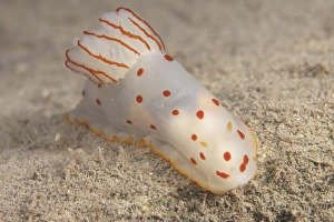 Gymnodoris ceylonica nudibranch, Beqa Lagoon, Fiji Gymnodoris ceylonica nudibranch, Beqa Lagoon, Fiji