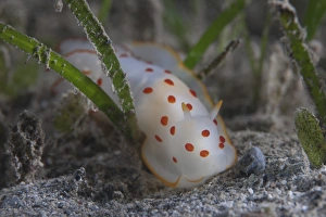 Gymnodoris ceylonica nudibranch, Beqa Lagoon Fiji Gymnodoris ceylonica nudibranch, Beqa Lagoon Fiji