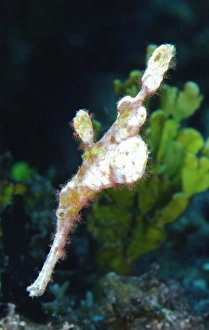 A Halimeda ghost pipefish near coralline algae beds A Halimeda ghost pipefish near coralline algae beds