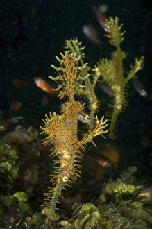 Three harlequin ghost pipefish, North Sulawesi, Indonesia Three harlequin ghost pipefish, North Sulawesi, Indonesia