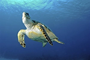 Hawksbill sea turtle ascending, Nassau, The Bahamas Hawksbill sea turtle ascending, Nassau, The Bahamas