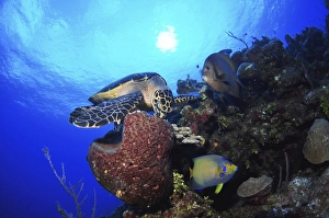 Hawksbill sea turtle eating, Castle Wall, Grand Cayman Hawksbill sea turtle eating, Castle Wall, Grand Cayman