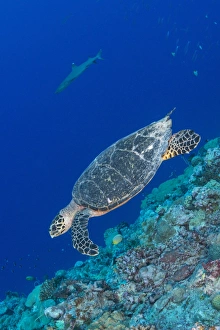 Hawksbill sea turtle at the edge of a wall with sharks Hawksbill sea turtle at the edge of a wall with sharks