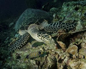 Hawksbill sea turtle feeding, Bunaken Marine Park, Indonesia Hawksbill sea turtle feeding, Bunaken Marine Park, Indonesia