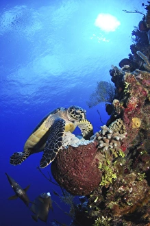 Hawksbill sea turtle and gray angelfish by coral reef Hawksbill sea turtle and gray angelfish by coral reef