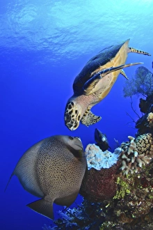 Hawksbill sea turtle and gray angelfish share a special moment Hawksbill sea turtle and gray angelfish share a special moment