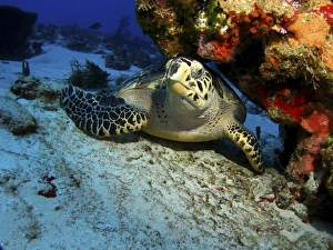A hawksbill sea turtle resting under a reef in Cozumel, Mexico A hawksbill sea turtle resting under a reef in Cozumel, Mexico