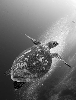 Hawksbill turtle ascending against a colony of bubbles Hawksbill turtle ascending against a colony of bubbles