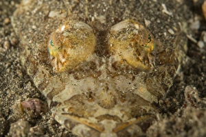 Head of a crocodilefish with frilly eylids over emerald green eyes Head of a crocodilefish with frilly eylids over emerald green eyes