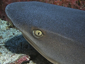 Head of a whitetip reef shark at Cocos Island, Costa Rica Head of a whitetip reef shark at Cocos Island, Costa Rica