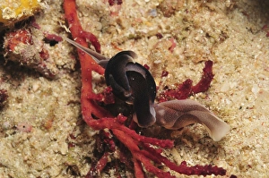 Headshield slugs coiled over a red coral, Indonesia Headshield slugs coiled over a red coral, Indonesia