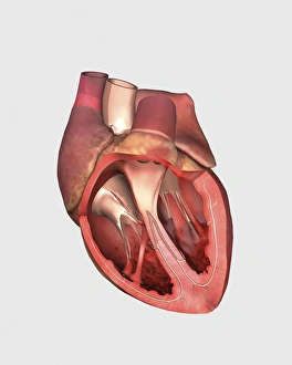 Heart valves showing pulmonary valve, mitral valve and tricuspid Heart valves showing pulmonary valve, mitral valve and tricuspid