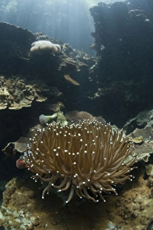 A Heliofungia coral colony grows on a reef inside Palaus lagoon A Heliofungia coral colony grows on a reef inside Palaus lagoon