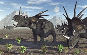 A herd of Styracosaurus dinosaurs during Earths Cretaceous period A herd of Styracosaurus dinosaurs during Earths Cretaceous period
