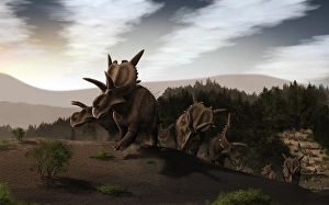 Herd of Xenoceratops foremostensis from the Cretaceous Period Herd of Xenoceratops foremostensis from the Cretaceous Period