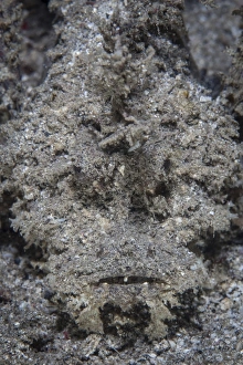 A highly venomous and well-camouflaged spiny devilfish A highly venomous and well-camouflaged spiny devilfish