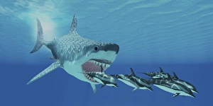 A huge Megalodon shark swims after a pod of striped dolphins A huge Megalodon shark swims after a pod of striped dolphins