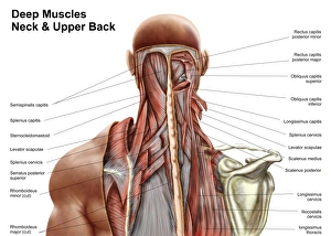 Human anatomy showing deep muscles in the neck and upper back Human anatomy showing deep muscles in the neck and upper back