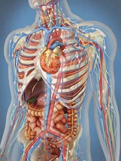 Human body showing heart and main circulatory system position Human body showing heart and main circulatory system position