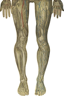 The human body with superimposed colored plates by Julien Bougle The human body with superimposed colored plates by Julien Bougle