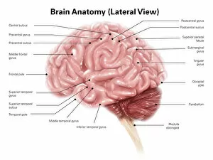 Western Script Gallery: Human brain anatomy, lateral view