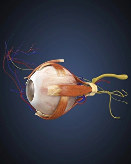Human eye with muscles and circulatory system Human eye with muscles and circulatory system
