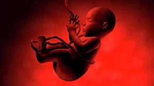 Magnification Collection: Human fetus inside amniotic sac
