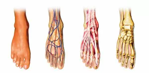 Human foot anatomy showing skin, veins, arteries, muscles and bones